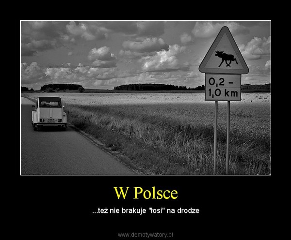 W Polsce – ...też nie brakuje "łosi" na drodze 