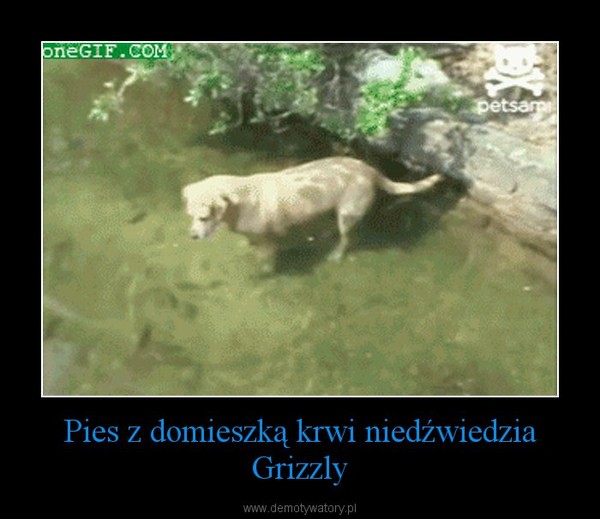 Pies z domieszką krwi niedźwiedzia Grizzly –  