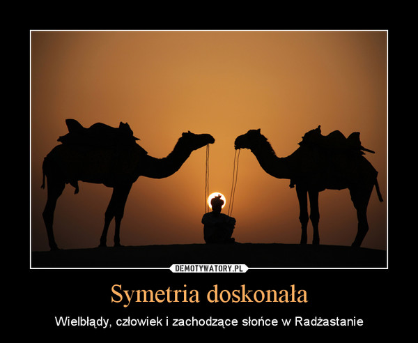 Symetria doskonała – Wielbłądy, człowiek i zachodzące słońce w Radżastanie 