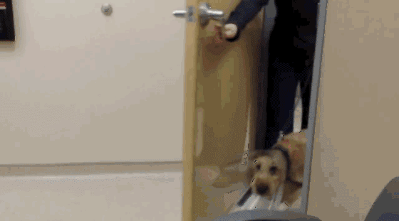Pies, który od urodzenia był niewidomy – Widzi swoich właścicieli po raz pierwszy 