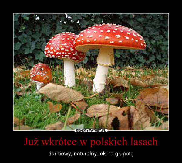 Już wkrótce w polskich lasach – darmowy, naturalny lek na głupotę 