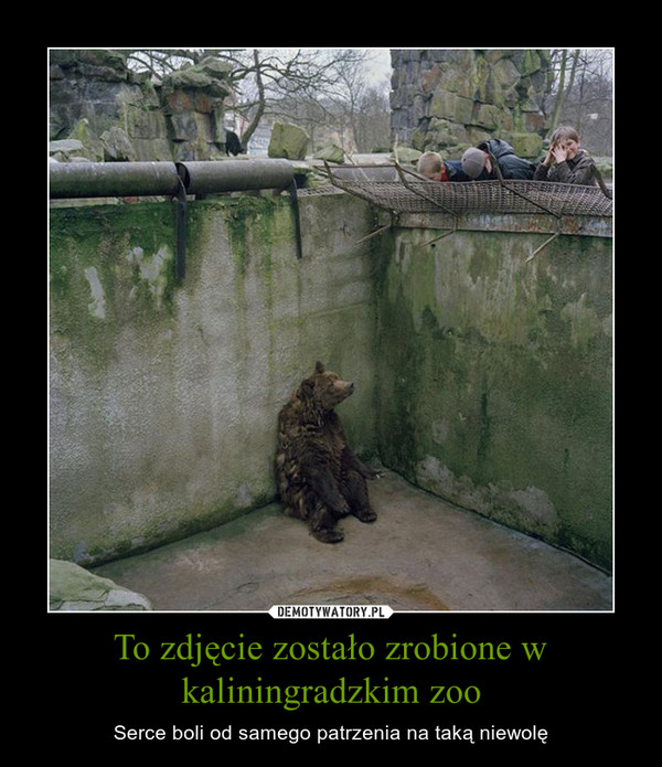 To zdjęcie zostało zrobione w kaliningradzkim zoo – Serce boli od samego patrzenia na taką niewolę 