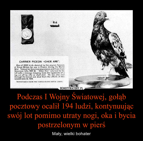 Podczas I Wojny Światowej, gołąb pocztowy ocalił 194 ludzi, kontynuując swój lot pomimo utraty nogi, oka i bycia postrzelonym w pierś
