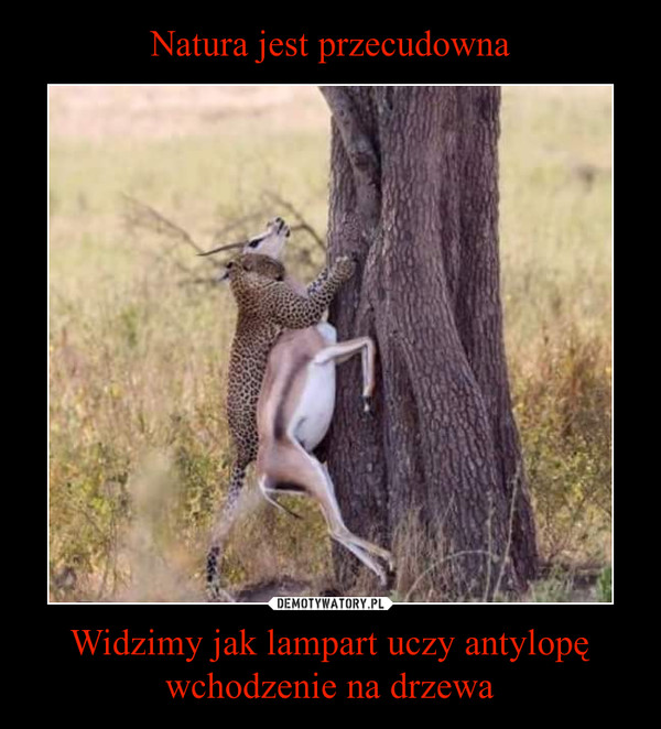 Natura jest przecudowna Widzimy jak lampart uczy antylopę wchodzenie na drzewa