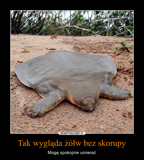 Tak wygląda żółw bez skorupy – Mogę spokojnie umierać 