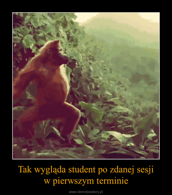 Tak wygląda student po zdanej sesjiw pierwszym terminie –  