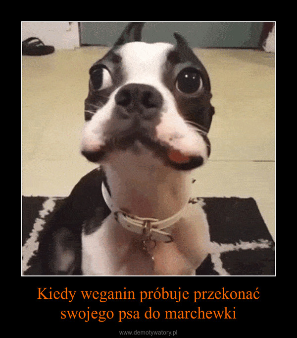 Kiedy weganin próbuje przekonać swojego psa do marchewki –  