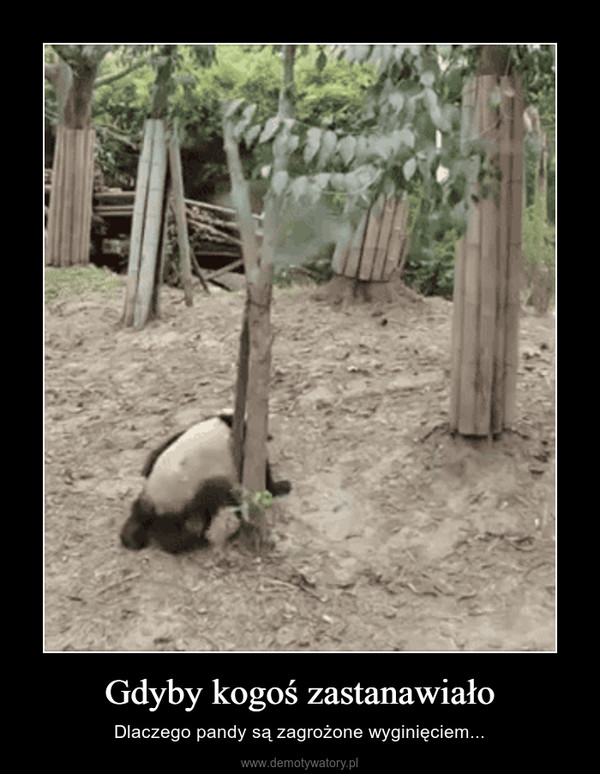 Gdyby kogoś zastanawiało – Dlaczego pandy są zagrożone wyginięciem... 