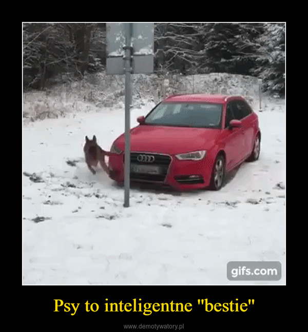 Psy to inteligentne ''bestie'' –  