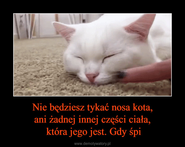 Nie będziesz tykać nosa kota,ani żadnej innej części ciała, która jego jest. Gdy śpi –  