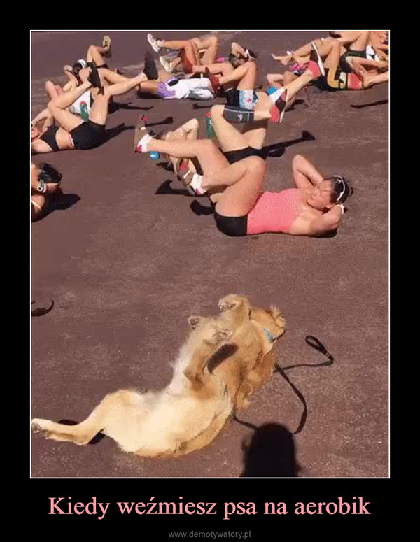 Kiedy weźmiesz psa na aerobik –  