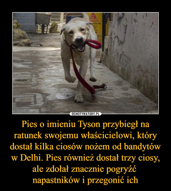 Pies o imieniu Tyson przybiegł na ratunek swojemu właścicielowi, który dostał kilka ciosów nożem od bandytów w Delhi. Pies również dostał trzy ciosy, ale zdołał znacznie pogryźć napastników i przegonić ich –  
