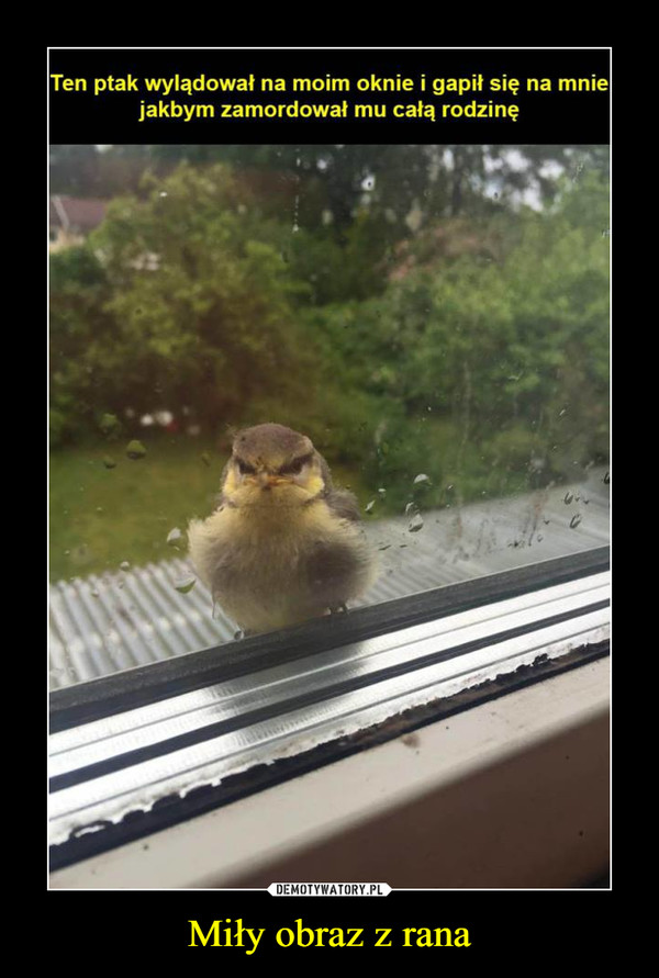 Miły obraz z rana –  Ten ptak wylądował na moim oknie i gapił się na mniejakbym zamordował mu całą rodzin