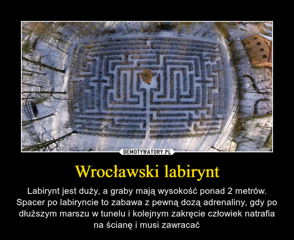 Wrocławski labirynt – Labirynt jest duży, a graby mają wysokość ponad 2 metrów. Spacer po labiryncie to zabawa z pewną dozą adrenaliny, gdy po dłuższym marszu w tunelu i kolejnym zakręcie człowiek natrafia na ścianę i musi zawracać 