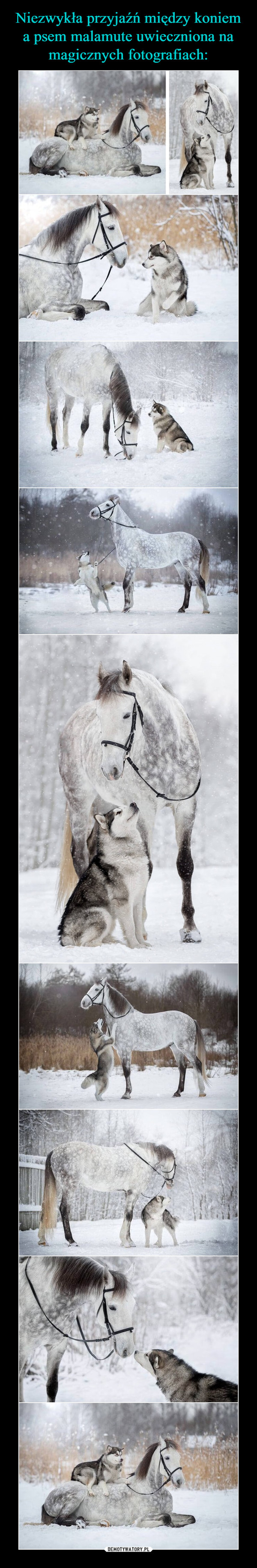 Niezwykła przyjaźń między koniem a psem malamute uwieczniona na magicznych fotografiach: