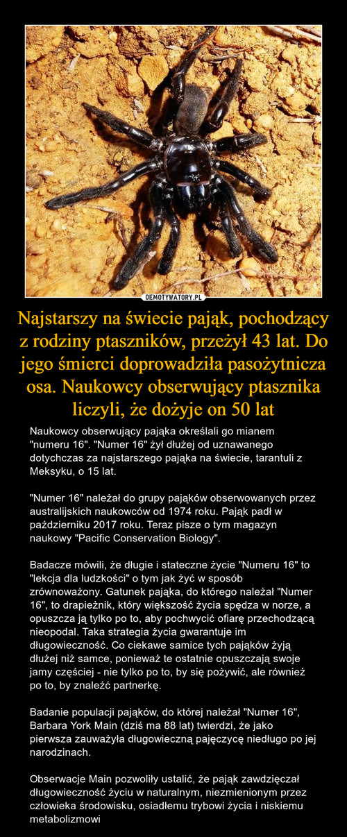 Najstarszy na świecie pająk, pochodzący z rodziny ptaszników, przeżył 43 lat. Do jego śmierci doprowadziła pasożytnicza osa. Naukowcy obserwujący ptasznika liczyli, że dożyje on 50 lat