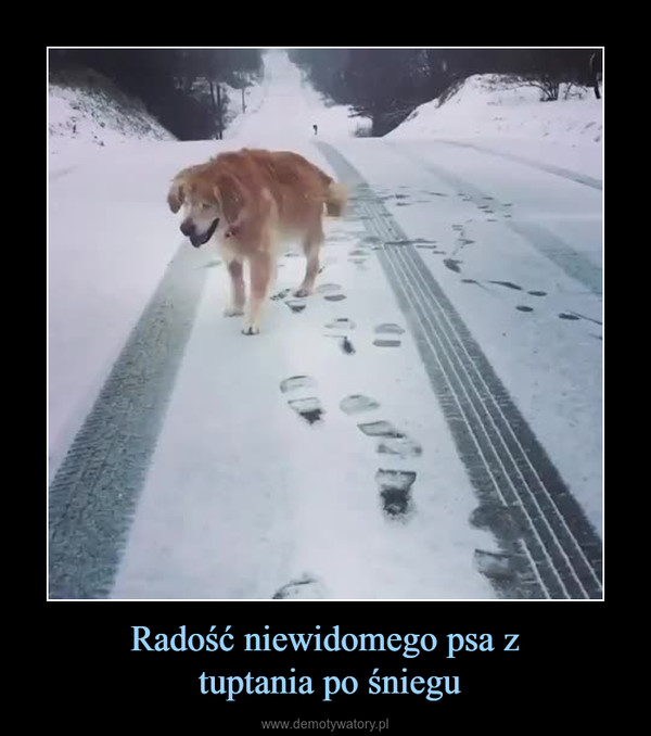 Radość niewidomego psa z tuptania po śniegu –  