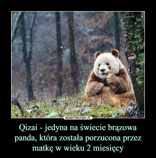 Qizai - jedyna na świecie brązowa panda, która została porzucona przez matkę w wieku 2 miesięcy –  