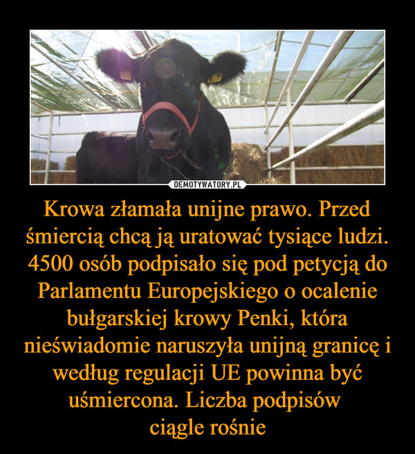 Krowa złamała unijne prawo. Przed śmiercią chcą ją uratować tysiące ludzi. 4500 osób podpisało się pod petycją do Parlamentu Europejskiego o ocalenie bułgarskiej krowy Penki, która nieświadomie naruszyła unijną granicę i według regulacji UE powinna być uśmiercona. Liczba podpisów 
ciągle rośnie