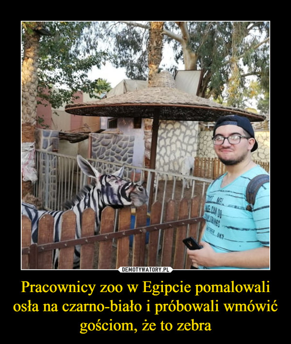 Pracownicy zoo w Egipcie pomalowali osła na czarno-biało i próbowali wmówić gościom, że to zebra