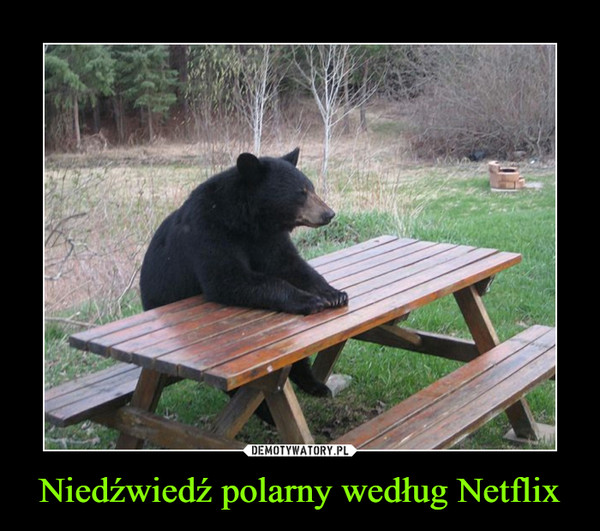 Niedźwiedź polarny według Netflix –  