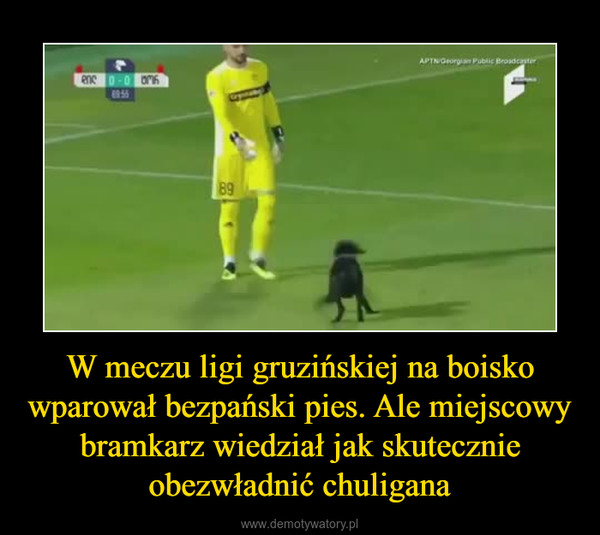 W meczu ligi gruzińskiej na boisko wparował bezpański pies. Ale miejscowy bramkarz wiedział jak skutecznie obezwładnić chuligana –  