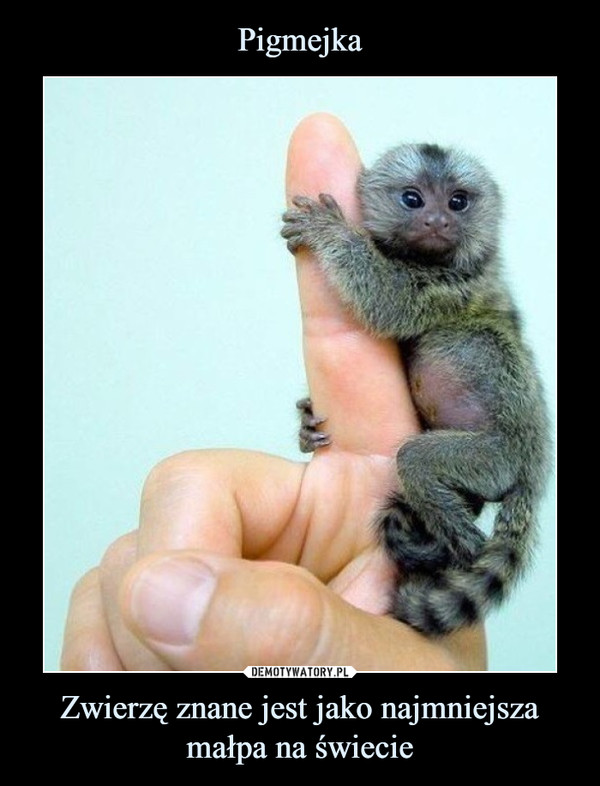 Pigmejka Zwierzę znane jest jako najmniejsza małpa na świecie