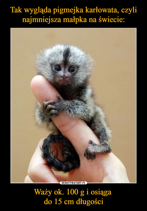 Tak wygląda pigmejka karłowata, czyli najmniejsza małpka na świecie: Waży ok. 100 g i osiąga 
do 15 cm długości