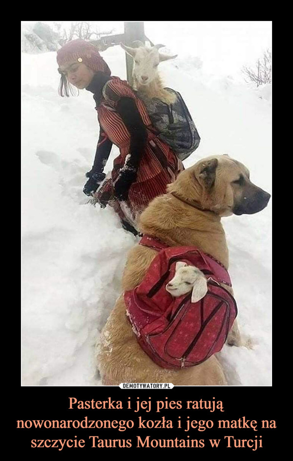 Pasterka i jej pies ratują nowonarodzonego kozła i jego matkę na szczycie Taurus Mountains w Turcji –  