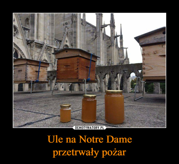 Ule na Notre Dameprzetrwały pożar –  
