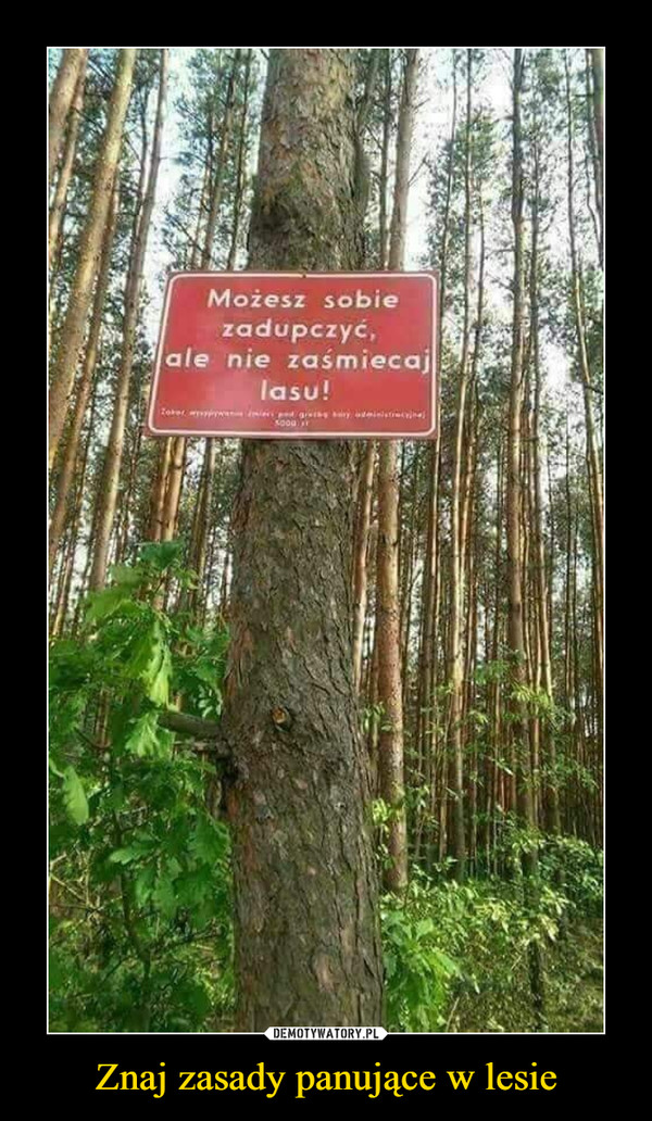 Znaj zasady panujące w lesie –  