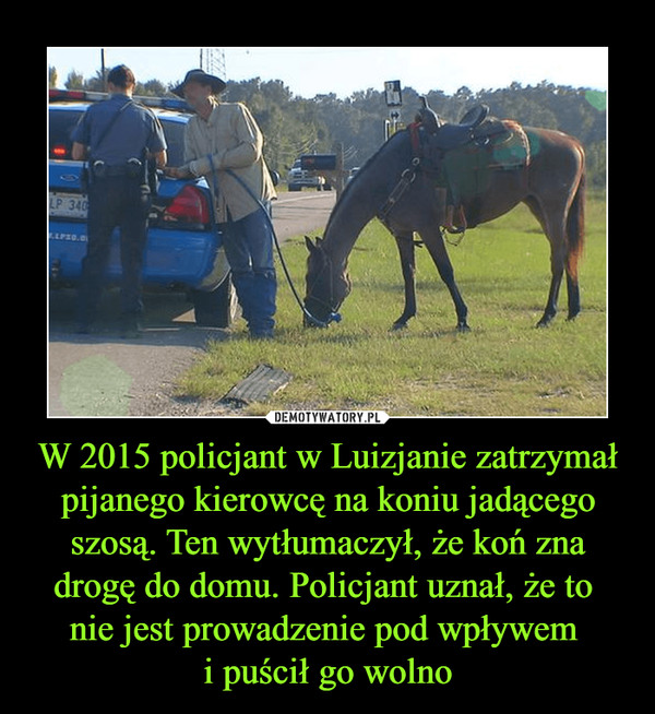 W 2015 policjant w Luizjanie zatrzymał pijanego kierowcę na koniu jadącego szosą. Ten wytłumaczył, że koń zna drogę do domu. Policjant uznał, że to 
nie jest prowadzenie pod wpływem 
i puścił go wolno