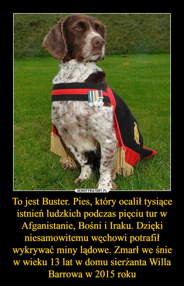To jest Buster. Pies, który ocalił tysiące istnień ludzkich podczas pięciu tur w Afganistanie, Bośni i Iraku. Dzięki niesamowitemu węchowi potrafił wykrywać miny lądowe. Zmarł we śnie w wieku 13 lat w domu sierżanta Willa Barrowa w 2015 roku –  