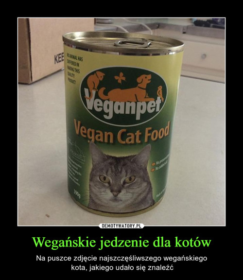 Wegańskie jedzenie dla kotów