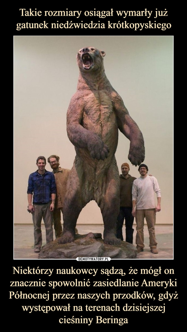 Takie rozmiary osiągał wymarły już gatunek niedźwiedzia krótkopyskiego Niektórzy naukowcy sądzą, że mógł on znacznie spowolnić zasiedlanie Ameryki Północnej przez naszych przodków, gdyż występował na terenach dzisiejszej cieśniny Beringa