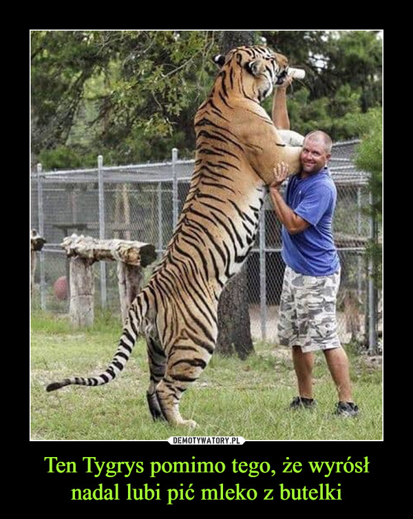Ten Tygrys pomimo tego, że wyrósł nadal lubi pić mleko z butelki –  