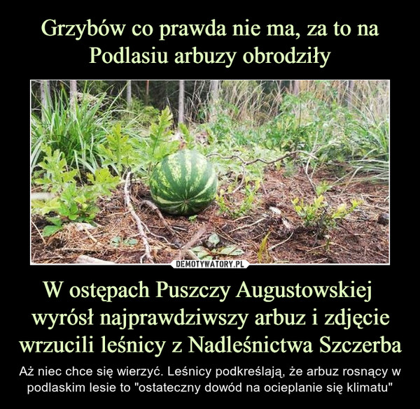W ostępach Puszczy Augustowskiej  wyrósł najprawdziwszy arbuz i zdjęcie wrzucili leśnicy z Nadleśnictwa Szczerba – Aż niec chce się wierzyć. Leśnicy podkreślają, że arbuz rosnący w podlaskim lesie to "ostateczny dowód na ocieplanie się klimatu" 