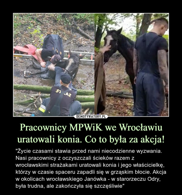 Pracownicy MPWiK we Wrocławiu uratowali konia. Co to była za akcja! – "Życie czasami stawia przed nami niecodzienne wyzwania. Nasi pracownicy z oczyszczali ścieków razem z wrocławskimi strażakami uratowali konia i jego właścicielkę, którzy w czasie spaceru zapadli się w grząskim błocie. Akcja w okolicach wrocławskiego Janówka - w starorzeczu Odry, była trudna, ale zakończyła się szczęśliwie" 