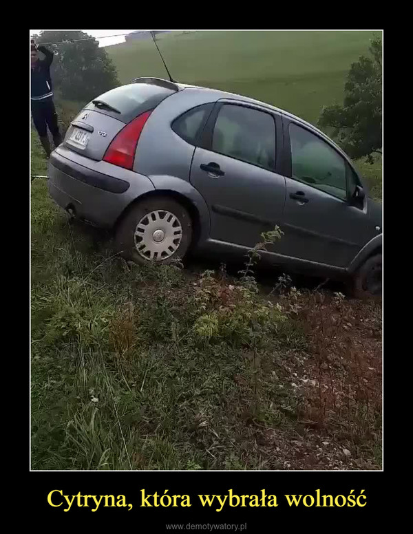 Cytryna, która wybrała wolność –  
