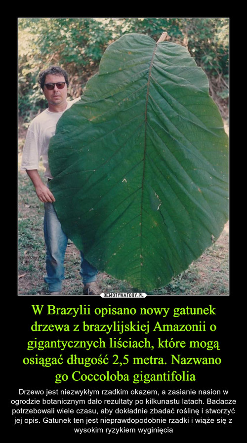 W Brazylii opisano nowy gatunek drzewa z brazylijskiej Amazonii o gigantycznych liściach, które mogą osiągać długość 2,5 metra. Nazwano 
 go Coccoloba gigantifolia