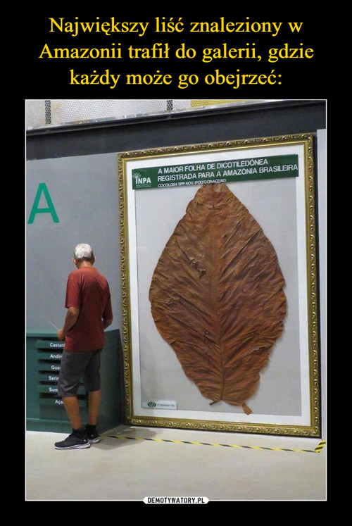 Największy liść znaleziony w Amazonii trafił do galerii, gdzie każdy może go obejrzeć: