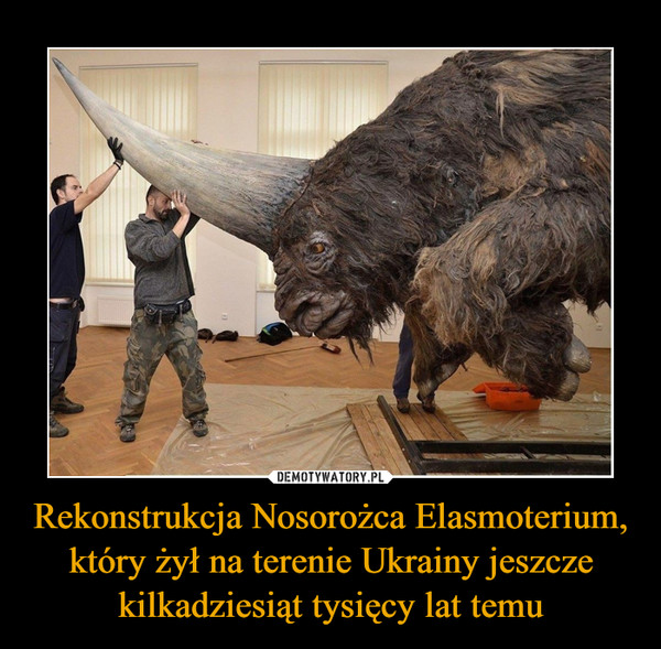 Rekonstrukcja Nosorożca Elasmoterium, który żył na terenie Ukrainy jeszcze kilkadziesiąt tysięcy lat temu –  