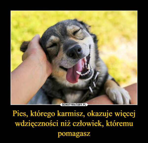 Pies, którego karmisz, okazuje więcej wdzięczności niż człowiek, któremu pomagasz –  