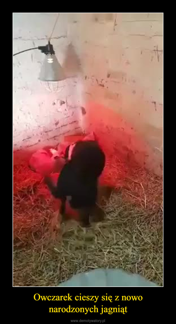 Owczarek cieszy się z nowo narodzonych jagniąt –  