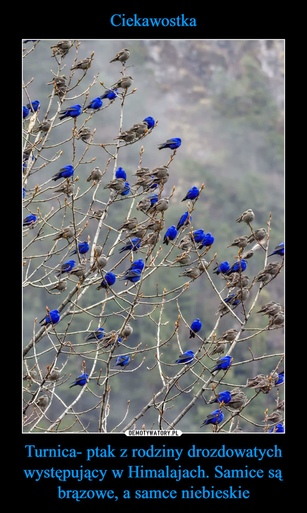 Turnica- ptak z rodziny drozdowatych występujący w Himalajach. Samice są brązowe, a samce niebieskie –  