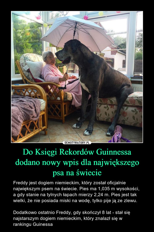 Do Księgi Rekordów Guinnessa
dodano nowy wpis dla największego
psa na świecie
