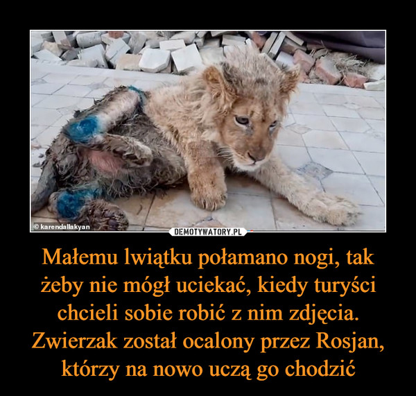 Małemu lwiątku połamano nogi, tak żeby nie mógł uciekać, kiedy turyści chcieli sobie robić z nim zdjęcia. Zwierzak został ocalony przez Rosjan, którzy na nowo uczą go chodzić –  