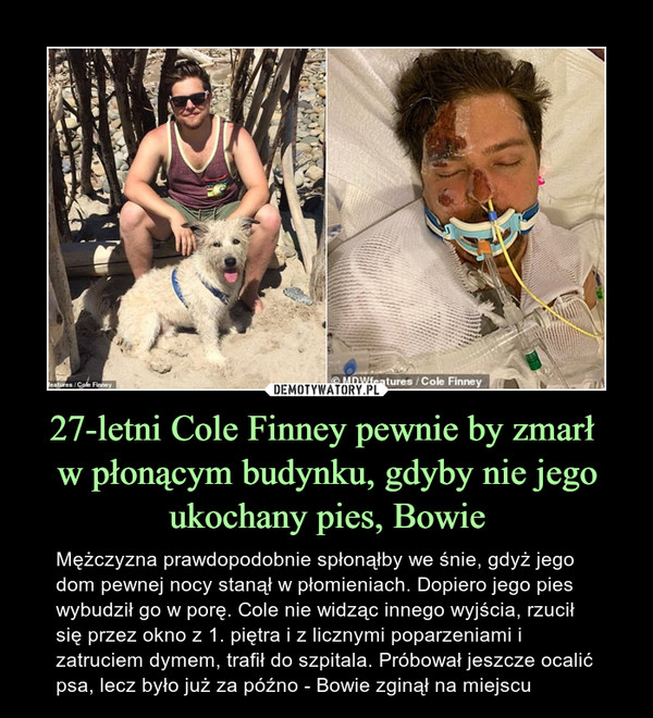 27-letni Cole Finney pewnie by zmarł w płonącym budynku, gdyby nie jego ukochany pies, Bowie – Mężczyzna prawdopodobnie spłonąłby we śnie, gdyż jego dom pewnej nocy stanął w płomieniach. Dopiero jego pies wybudził go w porę. Cole nie widząc innego wyjścia, rzucił się przez okno z 1. piętra i z licznymi poparzeniami i zatruciem dymem, trafił do szpitala. Próbował jeszcze ocalić psa, lecz było już za późno - Bowie zginął na miejscu 