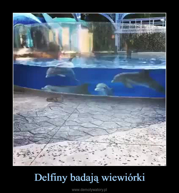 Delfiny badają wiewiórki –  