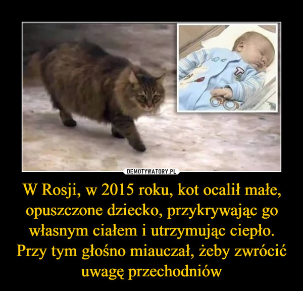 W Rosji, w 2015 roku, kot ocalił małe, opuszczone dziecko, przykrywając go własnym ciałem i utrzymując ciepło. Przy tym głośno miauczał, żeby zwrócić uwagę przechodniów